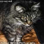 Elmo Walsh Profile Picture